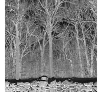 Pile - Sunshine and Balance Beams (Clear Vinyl)