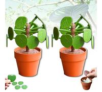 Pilea Food Picker - The Chinese Money Plant - Dinner Decider, 3D Printed Funny Dinner Decider, with Flower Pot Piggy Bank, Pick the leaves and decide what to have for dinner (2PCS)