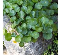 Pilea peperomioides Arredamento moderno per il soggiorno,decorative resistenti,vasi ornamentale,200semi