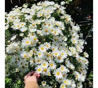 Pilea peperomioides,decorative,per il giardino balcone e ombra,molto amiche e degli insetti.colorati,decorazione giardino 100semi