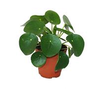 Pilea Peperomioides - Lefse Plant - Chinesise Money Tree - Belly Button Plant in a 11cm pot