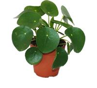 Pilea Peperomioides - Lefse Plant - Chinesise Money Tree - Belly Button Plant in a 11cm pot