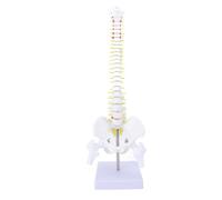 Pilipane Modello di colonna vertebrale con supporto Modello di midollo spinale flessibile a grandezza naturale Realistica anatomia umana Colonna vertebrale in PVC per aula di scienze