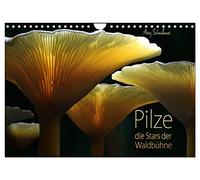 Pilze - die Stars der Waldbühne (Wandkalender 2026 DIN A4 quer), CALVENDO Monatskalender: Waldpilze - nicht der Wert sondern die Form und Farbe steht hier im Fokus