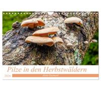 Pilze in den Herbstwäldern (Wandkalender 2026 DIN A4 quer), CALVENDO Monatskalender: Ein Überblick über die Pilze, die unsere Wälder füllen