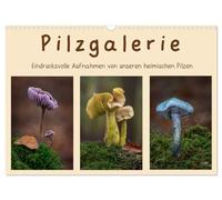 Pilzgalerie - Eindrucksvolle Aufnahmen von unseren heimischen Pilzen (Wandkalender 2026 DIN A3 quer), CALVENDO Monatskalender: Einzigartige Pilzaufnahmen wie man sie nur selten sieht