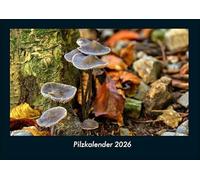 Pilzkalender 2026 Fotokalender DIN A4: Monatskalender mit Bild-Motiven aus Fauna und Flora, Natur, Blumen und Pflanzen