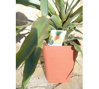 Piña - Piña, pianta di ananas comosus vera, 65-75 cm, frutti commestibili