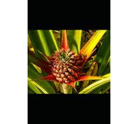 Pineapple Medicine: The Enzyme Fruit That Dissolves Inflammation and Restores Digestion