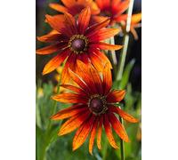 Pinewoods Coneflower semi misti - Rudbeckia bicolore