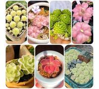 Pinguicula carnivora in vaso per i luoghi soleggiati giardino 150semi