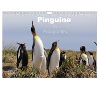 Pinguine in Patagonien (Wandkalender 2027 DIN A4 quer), CALVENDO Monatskalender