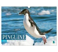 Pinguini: cippato come saltato (calendario da parete 2026 DIN A3 quer), Calvendo calendario mensile: pinguini: invitare a sorridere e ridere (CALVENDO Animali)
