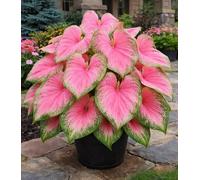 Pink Princess - Bulbi di caladio per piantare, foglie macchiate rosa e verde, pianta da ombra facile da coltivare, colore tropicale per aiuole, bordi e contenitori (6 lampadine)