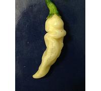 PinkdoseÂ 10 ARIBIBI GUSANO PEPPER, semi di peperoncino, (C. inense) Cimelio dalla Bolivia