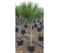 Pino da pinoli domestico "Pinus pinea" pianta in vaso ø26 cm h. 160/200 cm Vivaio di Castelletto
