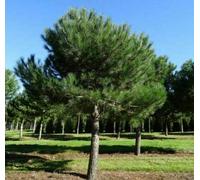 Pino da pinoli domestico "Pinus pinea" pianta in vaso ø9 cm h. 30/50 cm Vivaio di Castelletto