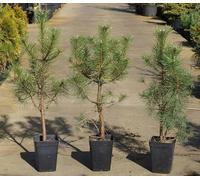 Pino da pinoli domestico "Pinus pinea" pianta in vaso ø9 cm Vivaio di Castelletto