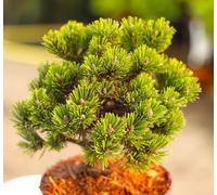 Pino di montagna Pinus mugo sherwood compact 15-20 cm pino sempreverde