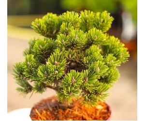 Pino di montagna Pinus mugo sherwood compact 20-25 cm pino sempreverde