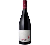 Pinot Noir - Parcelles 2025 - Réthoré Davy Val de Loire
