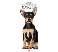 Pinscher. Calendario 2026. Long