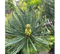 Pinus flexilis - - Pino flessibile | Pino delle Montagne Rocciose