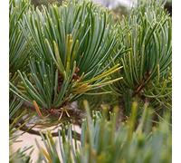 Pinus Parviflora - Japanese Five Needle Pine - White Pine 10 Tree Seeds.