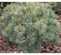 Pinus pumila Nani Siberiano Pino Semi perfetti per piccoli giardini Blu Verde