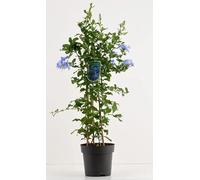 Piombaggine - Plumbago auriculata PIANTA VERA ALTA Terre di Romagna MADE IN ITALY COLORE AZZURRO DELIZIOSO
