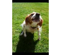 PIP THE DOG AND HOW IT BECAME ERRANT