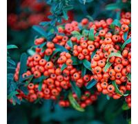 Piracanta arancio scuro "Pyracantha coccinea Mohave" Agazzino pianta da siepe sempreverde in vaso ø8 cm bio h. 40/70 cm Vivaio di Castelletto