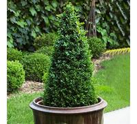 Piramide di Bosso - Arbusto Buxus | Pianta da giardino sempreverde 60-70cm, ideale per topiaria esterna.