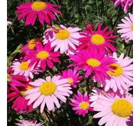 Piretro Cinerariifolium - Copertura resistente semi tagliati di primavera semi giardino interno che amano 135pcs