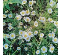 Piretro Cinerariifolium - decorativo Copertura resistente per interni esotici semi di primavera balcone giardino 250pz