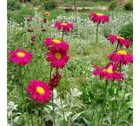Piretro Cinerariifolium - interni esotici selvaggi da balcone tagliati giardino semi Copertura resistente ufficio 20pz