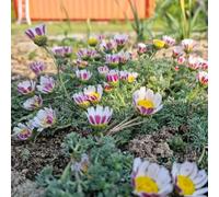 Piretro Cinerariifolium - semi balcón jardín ombra, resistenti silvestre primavera silvestre 350pcs