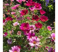 Piretro Cinerariifolium - ufficio semi da balcone selvatici giardino ombra, semi resistenti 135pcs