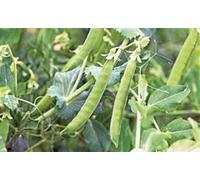 PISELLI, LINCOLN, HEIRLOOM, ORGANICI 20 + SEMI una degustazione PEA GRANDE, fresche o cotte