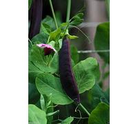 Pisello di neve semi, baccelli viola (500 Seed) non ibride, seme può salvare e crescere ancora