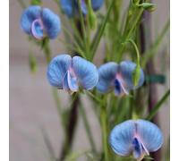 pisello dolce balcone primavera rampicante serre balcone coperto semi 450pcs