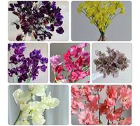 pisello dolce - balcone serra per riverdire tetti giardino di interni giardino balcone primavera semi selvatici perenni 180pz