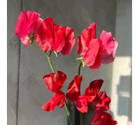 pisello dolce giardino piselli odorosi di al coperto semi di appartamento balcone serre balcone semi 550pcs