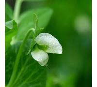 pisello dolce giardino piselli odorosi semi di appartamento semi di serre balcone rampicante per 120pcs