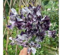 pisello dolce giardino semi di per semi di vaso pisello odoroso selvatici resistenti autunnali 1000pcs