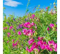 pisello dolce interno vaso semi di appartamento serre balcone semi di selvatici resistenti primaverili balcone 650pcs