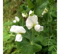 pisello dolce primaverili giardino per semi di selvatici resistenti serre balcone rampicante semi di appartamento 120pcs