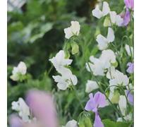 pisello dolce primaverili serre balcone semi al coperto semi rampicante giardino 150pcs