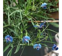 pisello dolce rampicante giardino serre balcone interno autunnali resistenti semi di 200pcs