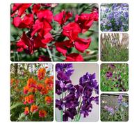 pisello dolce rampicante serre balcone autunnali resistenti giardino piselli odorosi vaso semi di 1000pcs